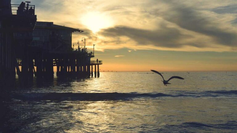 How To Log In To 99 Cricket Exchange Website?